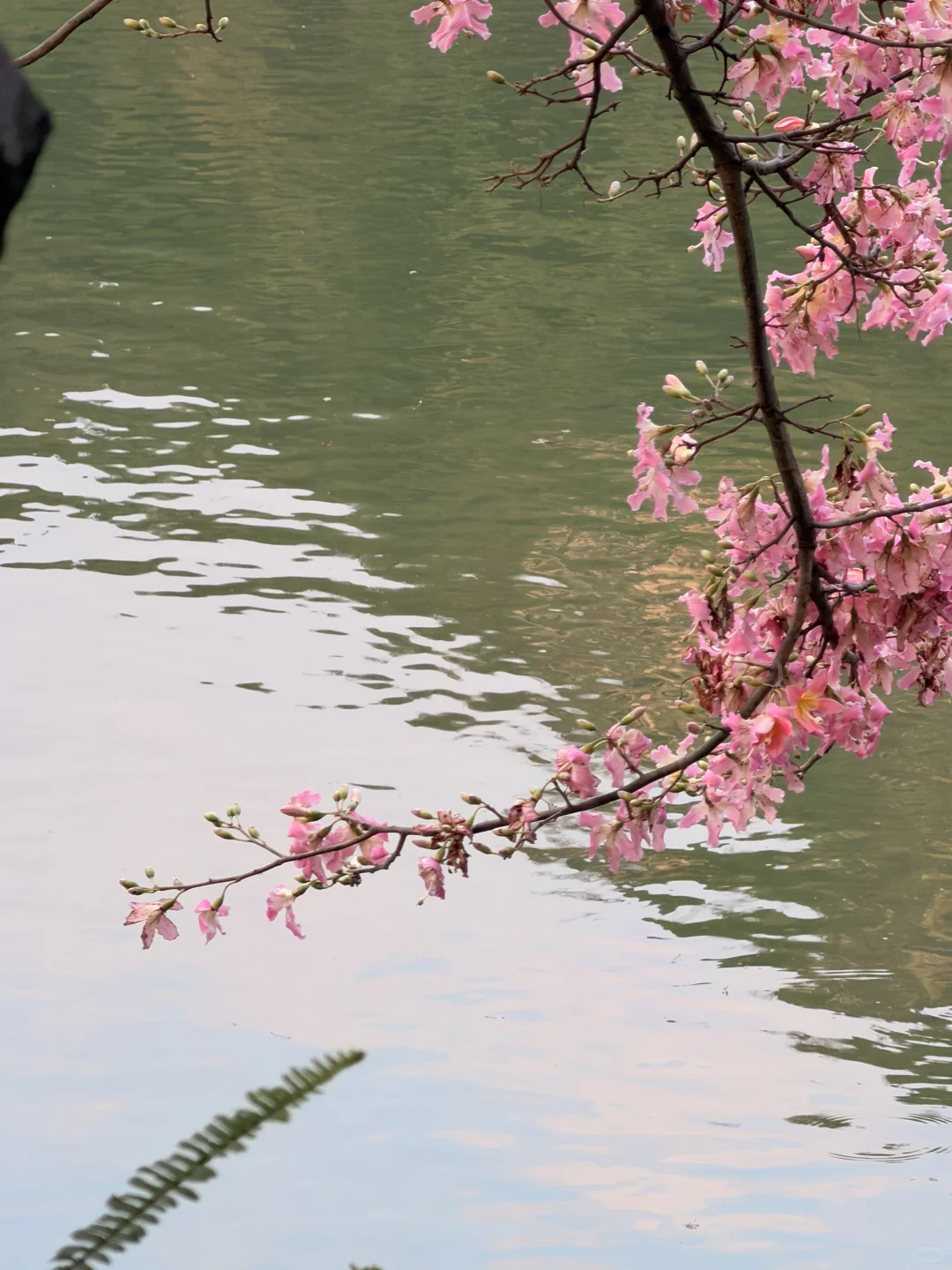 柳州龙潭公园｜被山水包围的松弛感