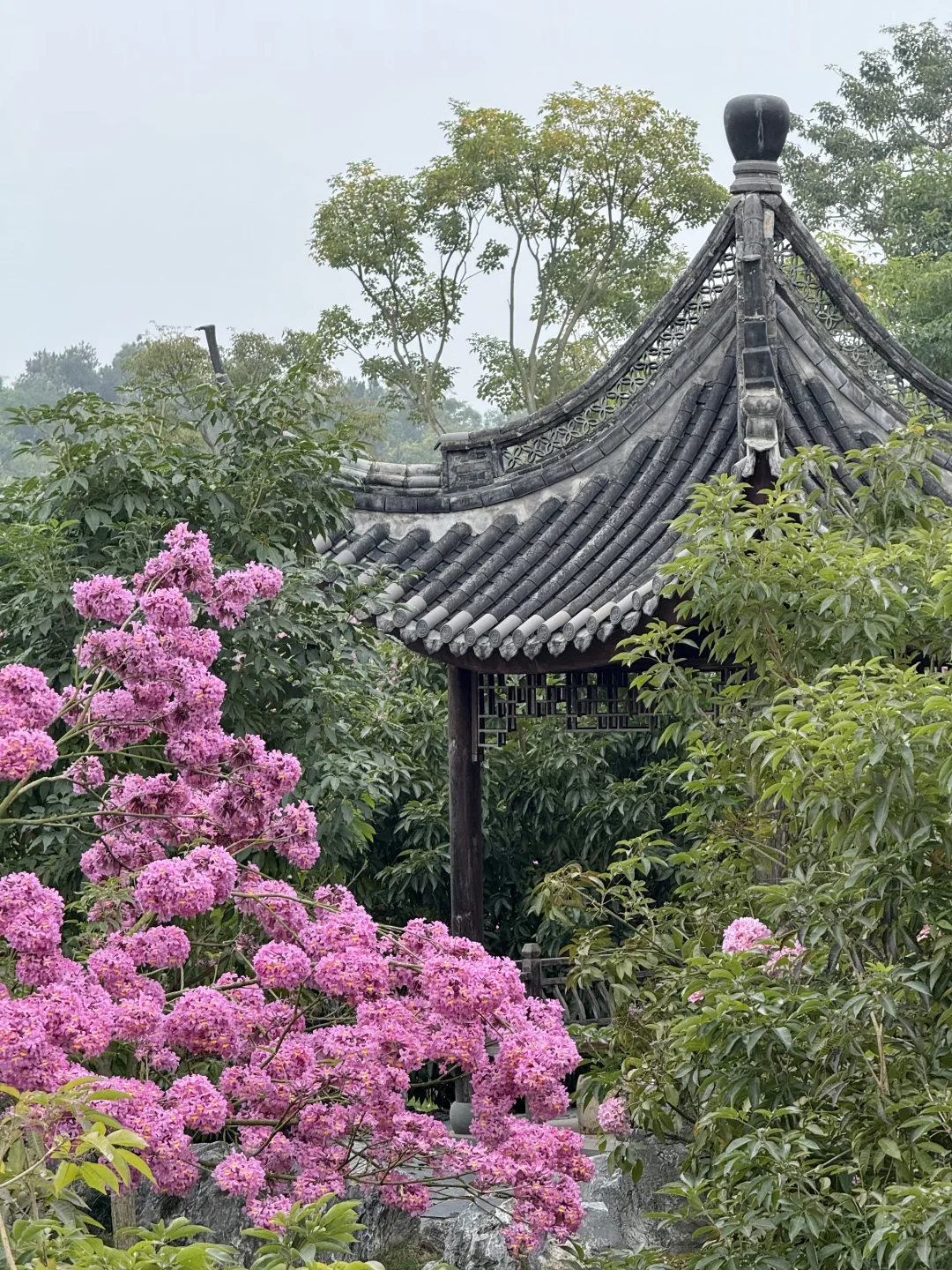 南宁！！开了！！！真的好美啊！！！！