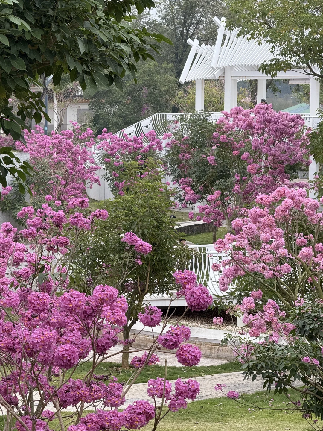 南宁！！开了！！！真的好美啊！！！！