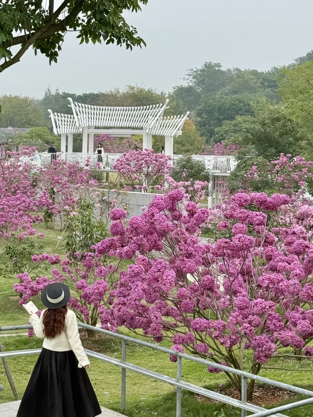 南宁！！开了！！！真的好美啊！！！！