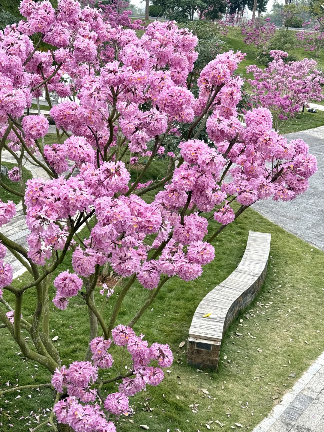 南宁！！开了！！！真的好美啊！！！！