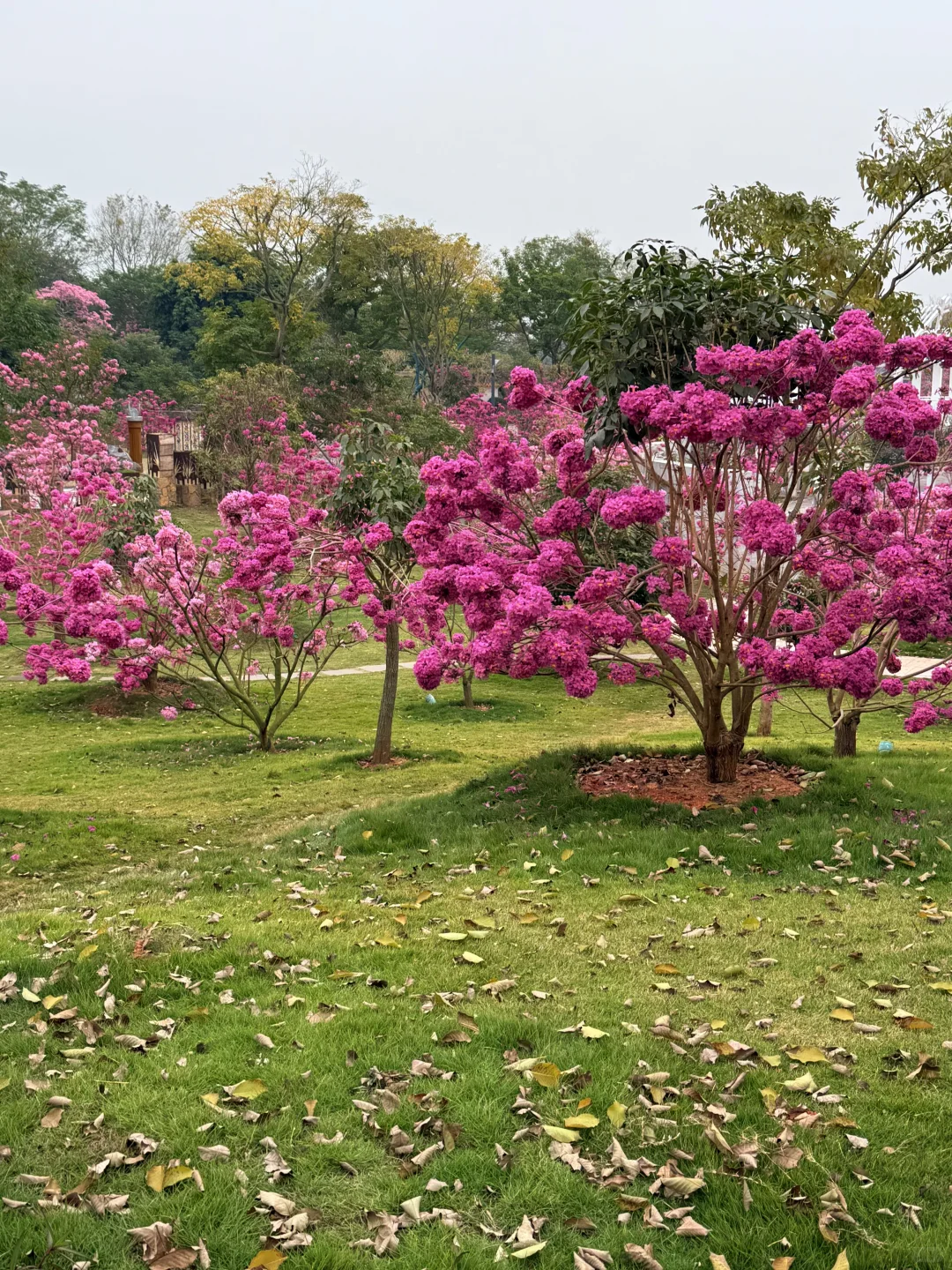 南宁的十二月…真的太不合群了…