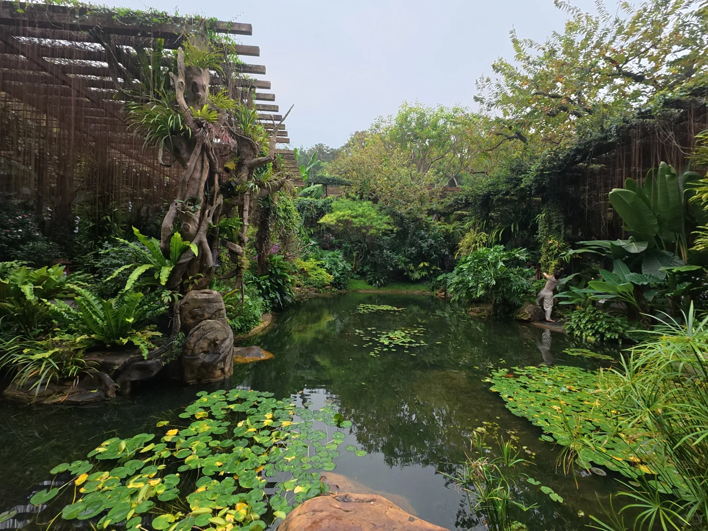 南宁吸氧天花板🌿闯入市区的“绿野仙踪”秘