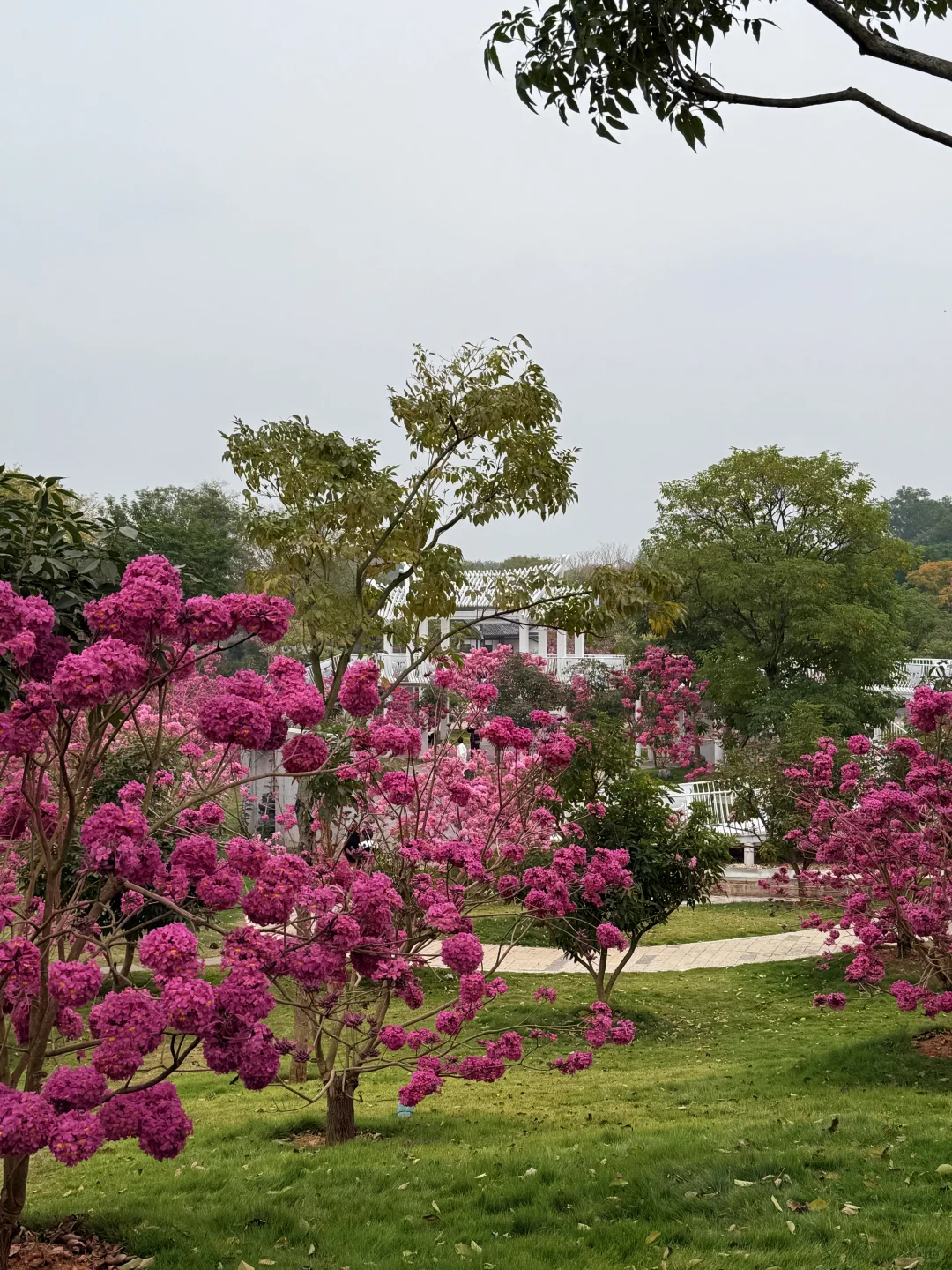 南宁的十二月…真的太不合群了…
