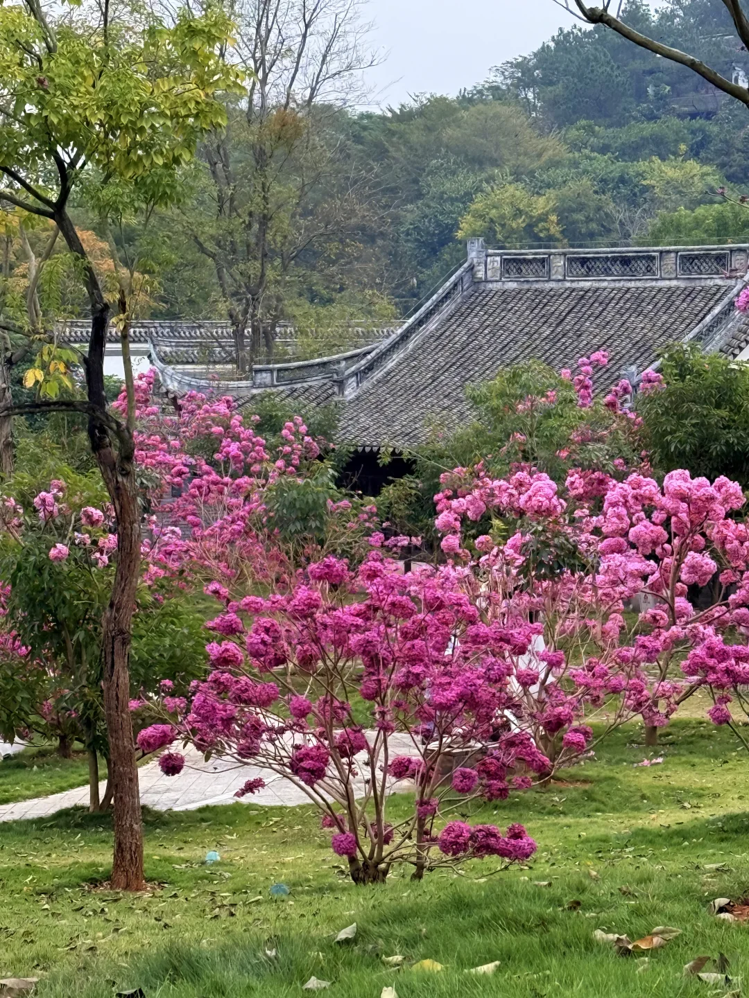 南宁的十二月…真的太不合群了…