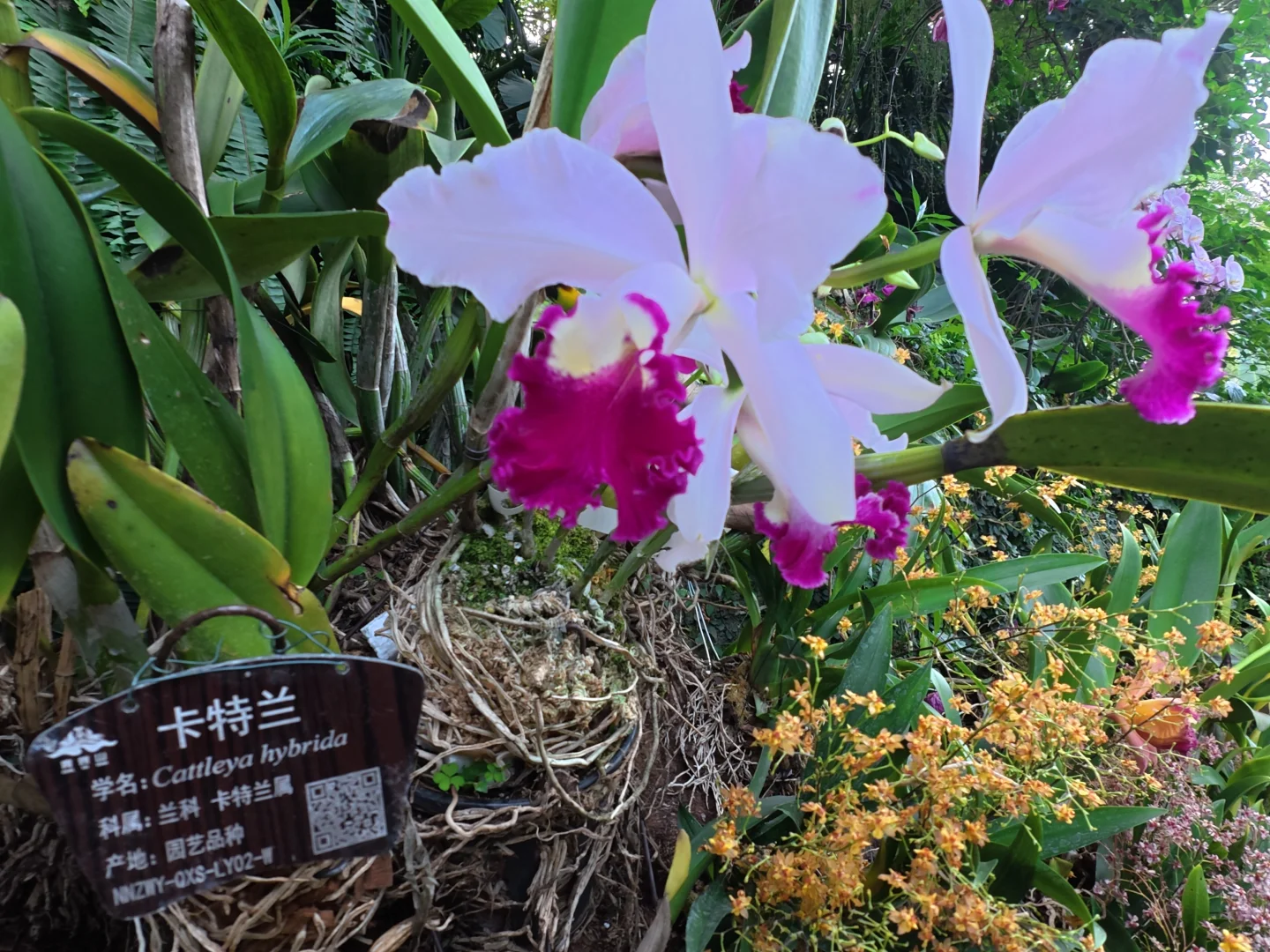 南宁吸氧天花板🌿闯入市区的“绿野仙踪”秘