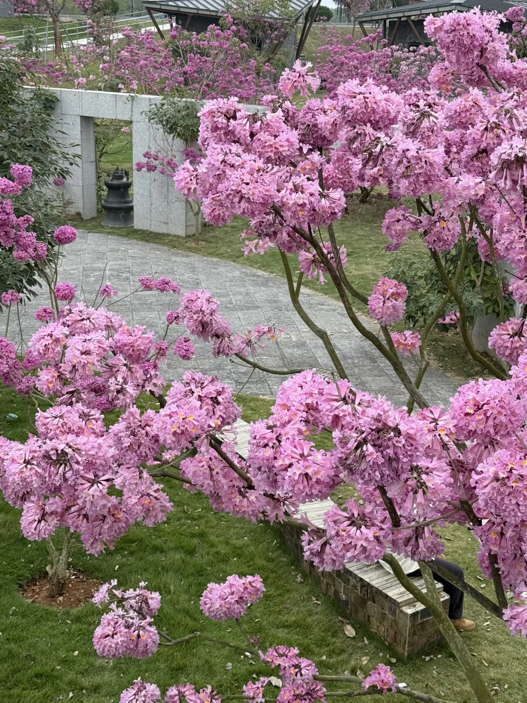 南宁！！开了！！！真的好美啊！！！！