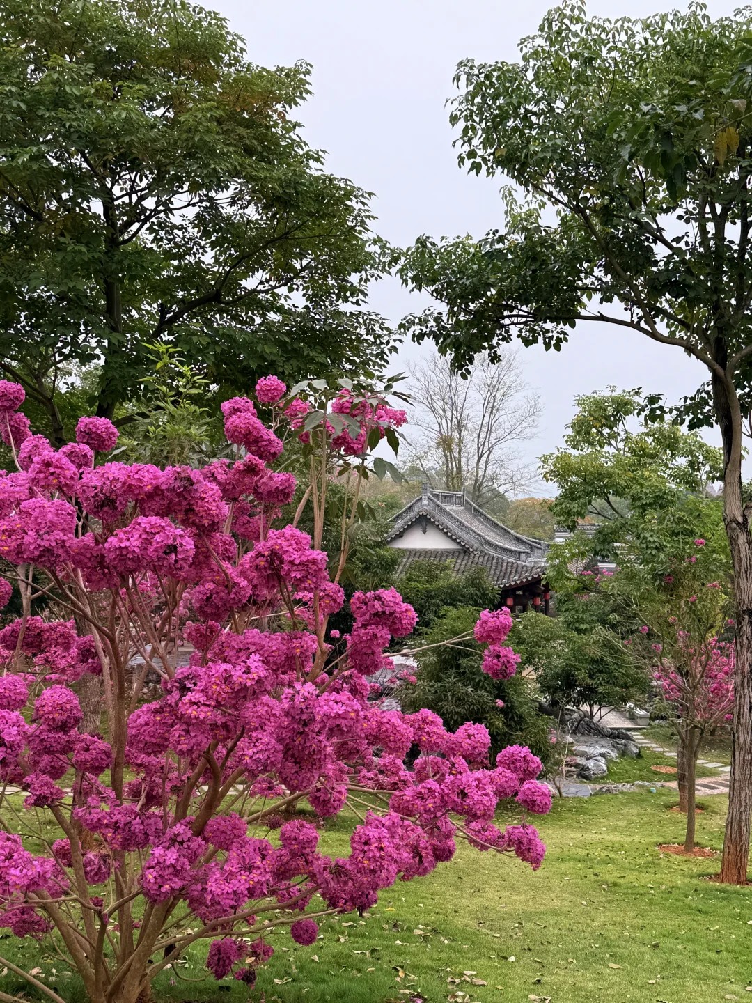 南宁的十二月…真的太不合群了…