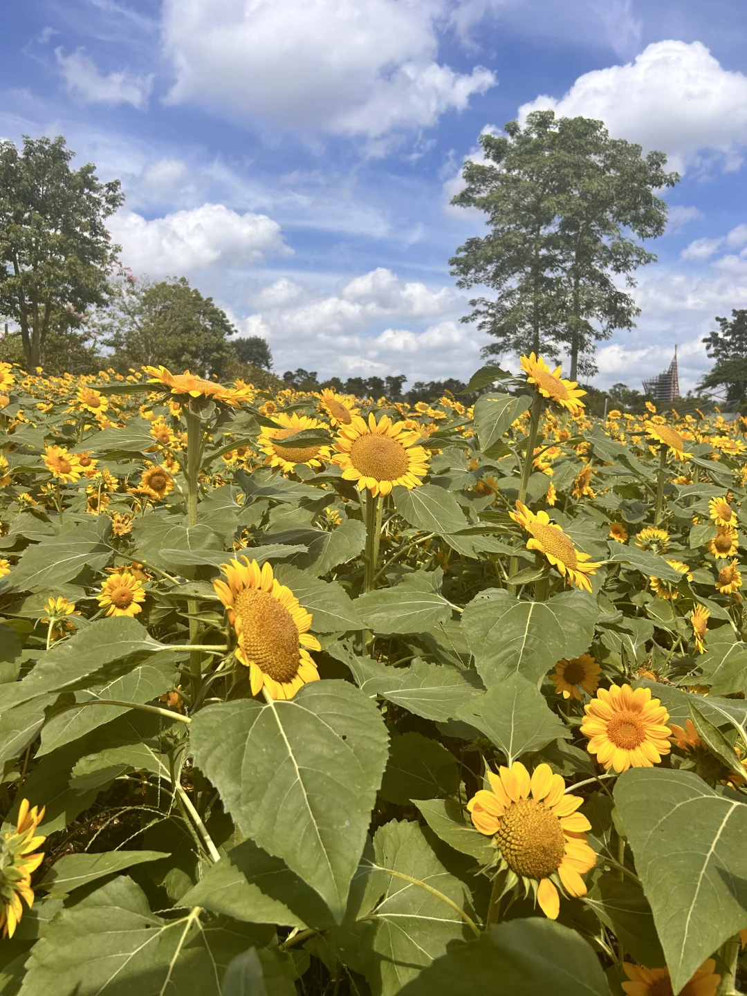 南宁旅游攻略｜一日游到五日游完美行程安排！