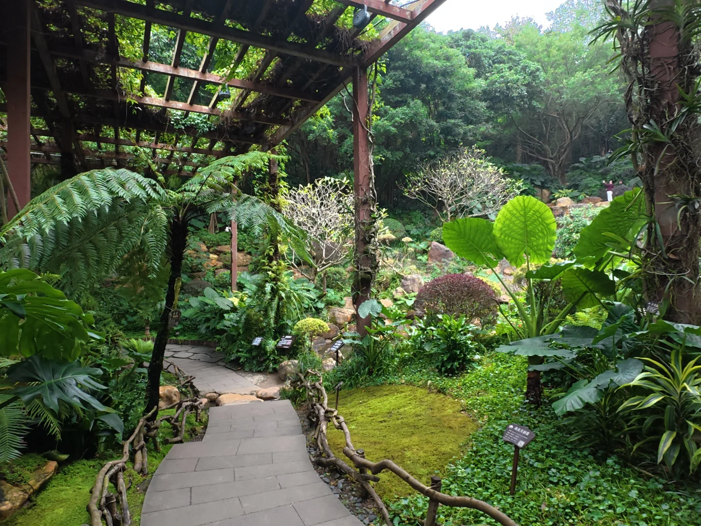 南宁吸氧天花板🌿闯入市区的“绿野仙踪”秘