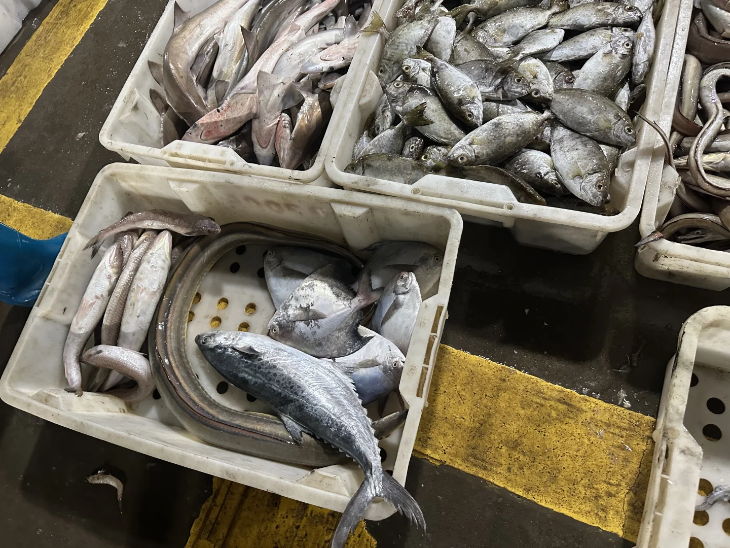 海鲜吃不完呀根本吃不完