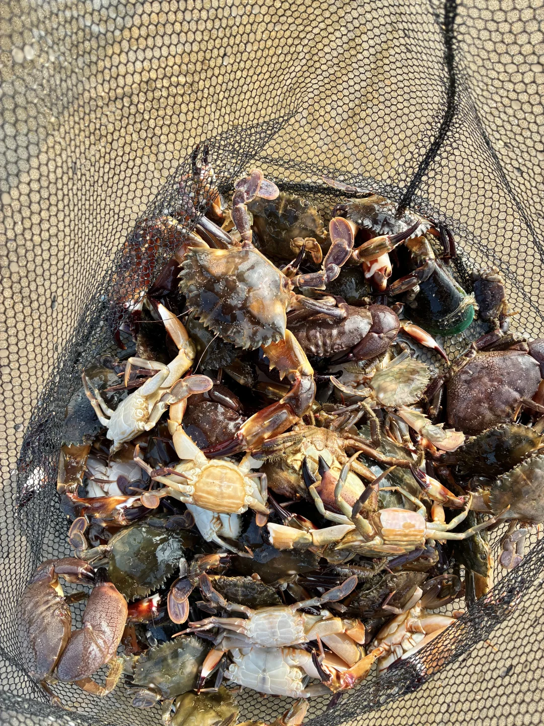 再也不来防城港赶海了