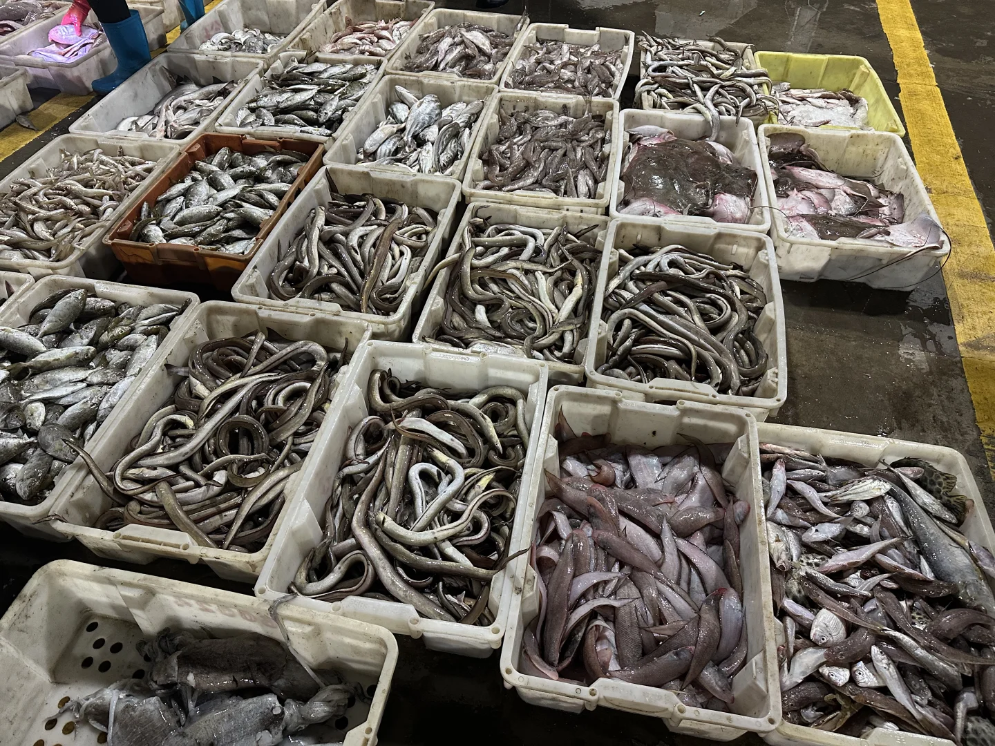 海鲜吃不完呀根本吃不完