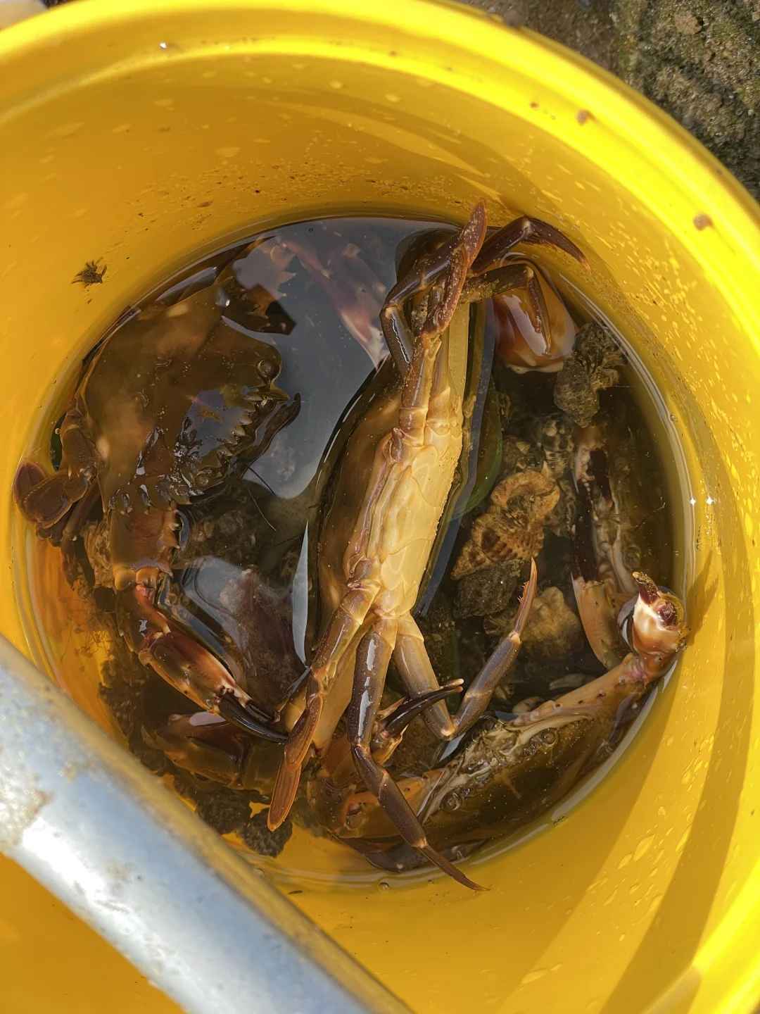 再也不来防城港赶海了