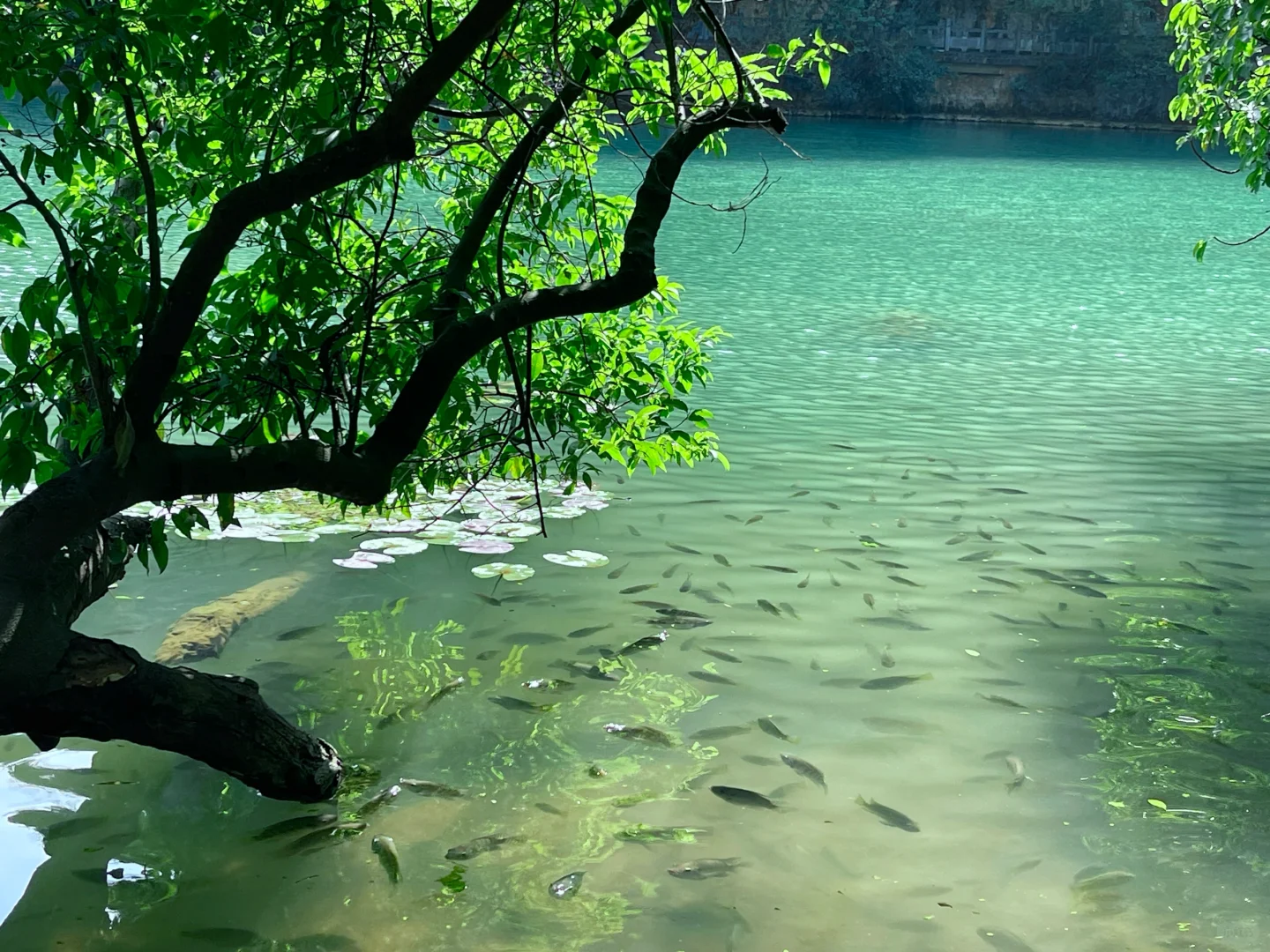 柳州｜绿宝石太出片了❇️龙潭公园最新攻略