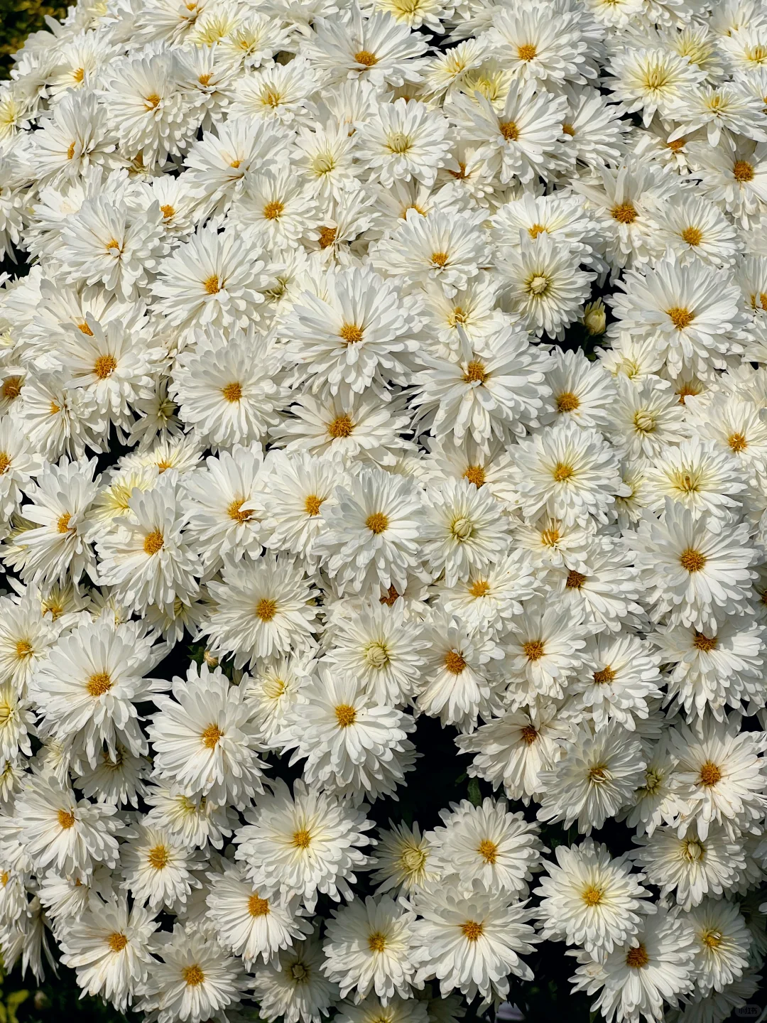 青秀山造景是谁？