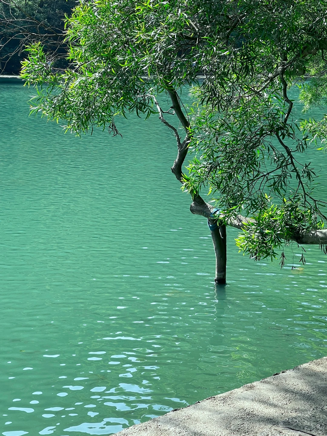 柳州｜绿宝石太出片了❇️龙潭公园最新攻略