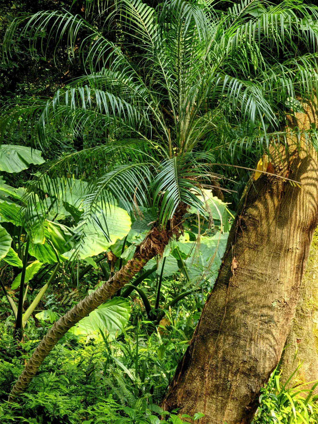 🌶️柳州一日City Walk｜嗦粉观景两不误
