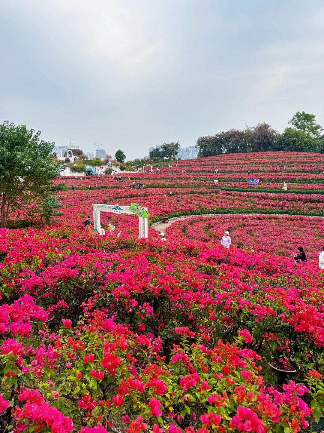 12.5实况！！！不愧是南宁冬日顶流花展