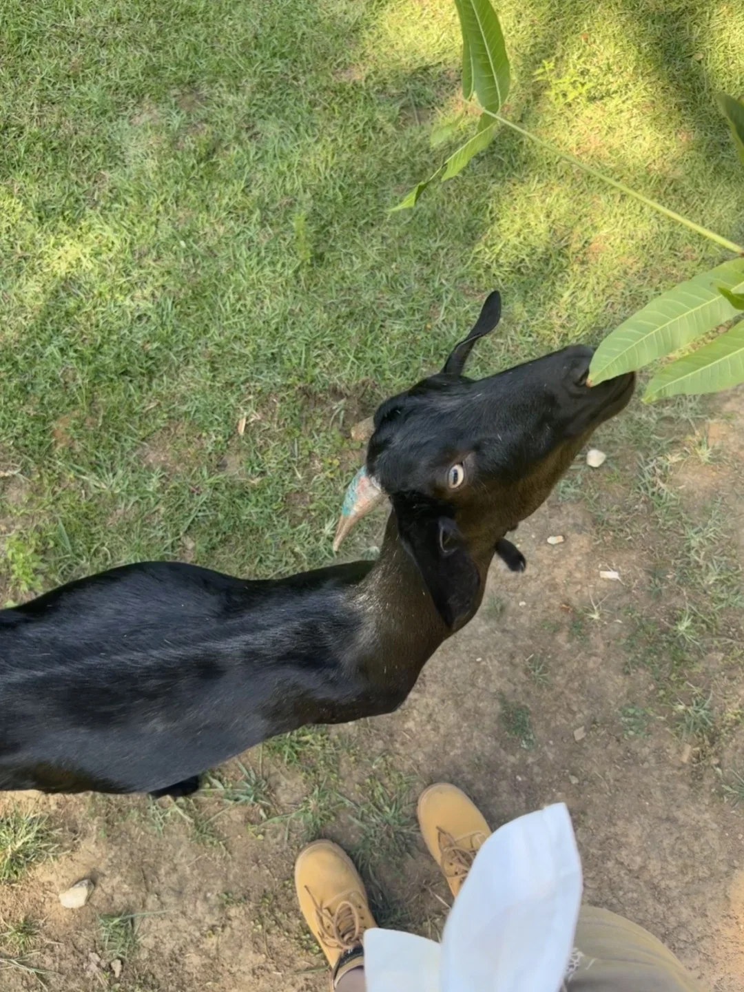 去不了新疆阿勒泰 就来柳州鹿寨🐑