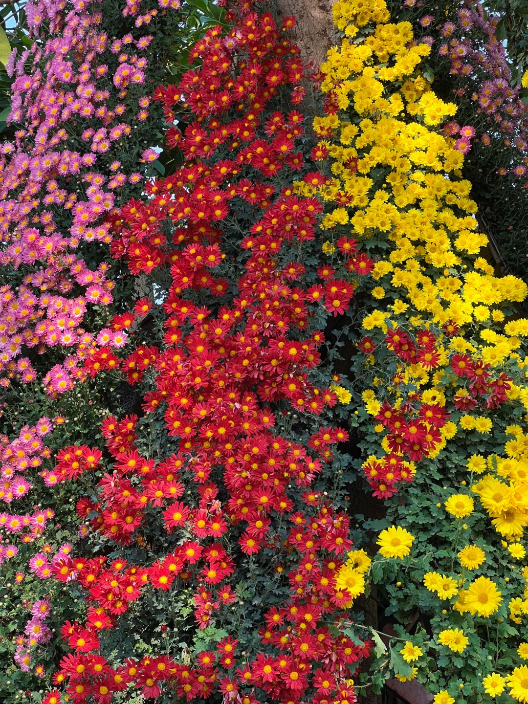 青秀山造景是谁？