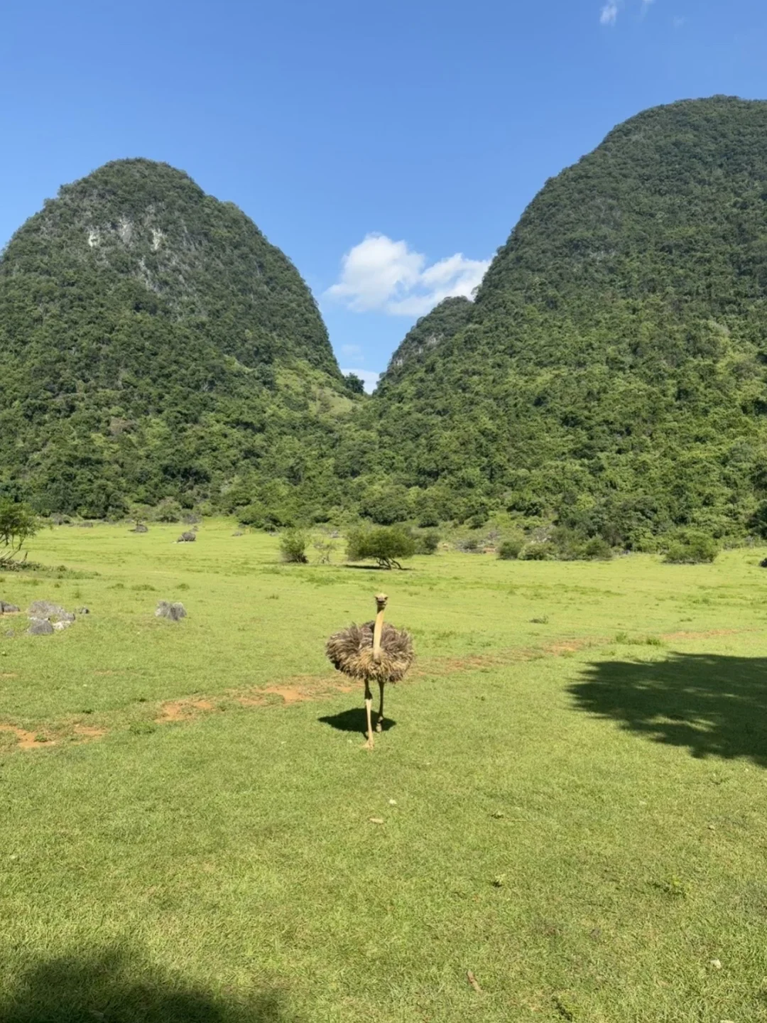 去不了新疆阿勒泰 就来柳州鹿寨🐑
