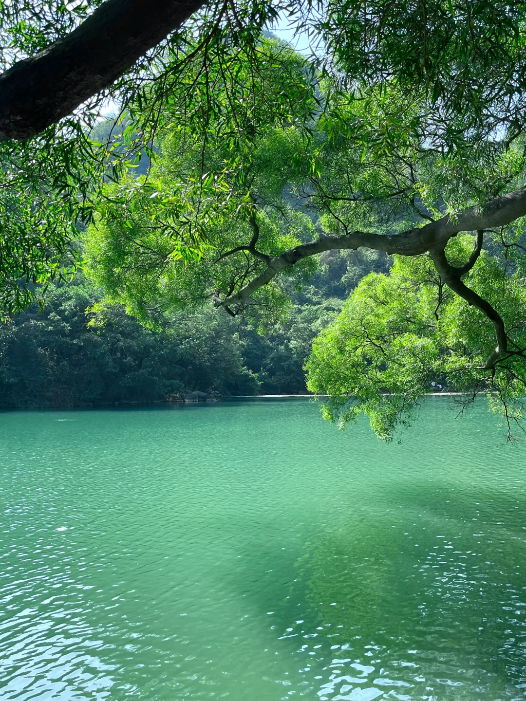 柳州｜绿宝石太出片了❇️龙潭公园最新攻略