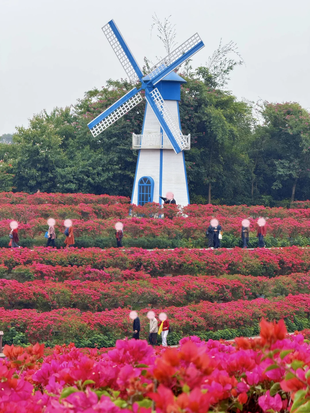 12.5实况！！！不愧是南宁冬日顶流花展