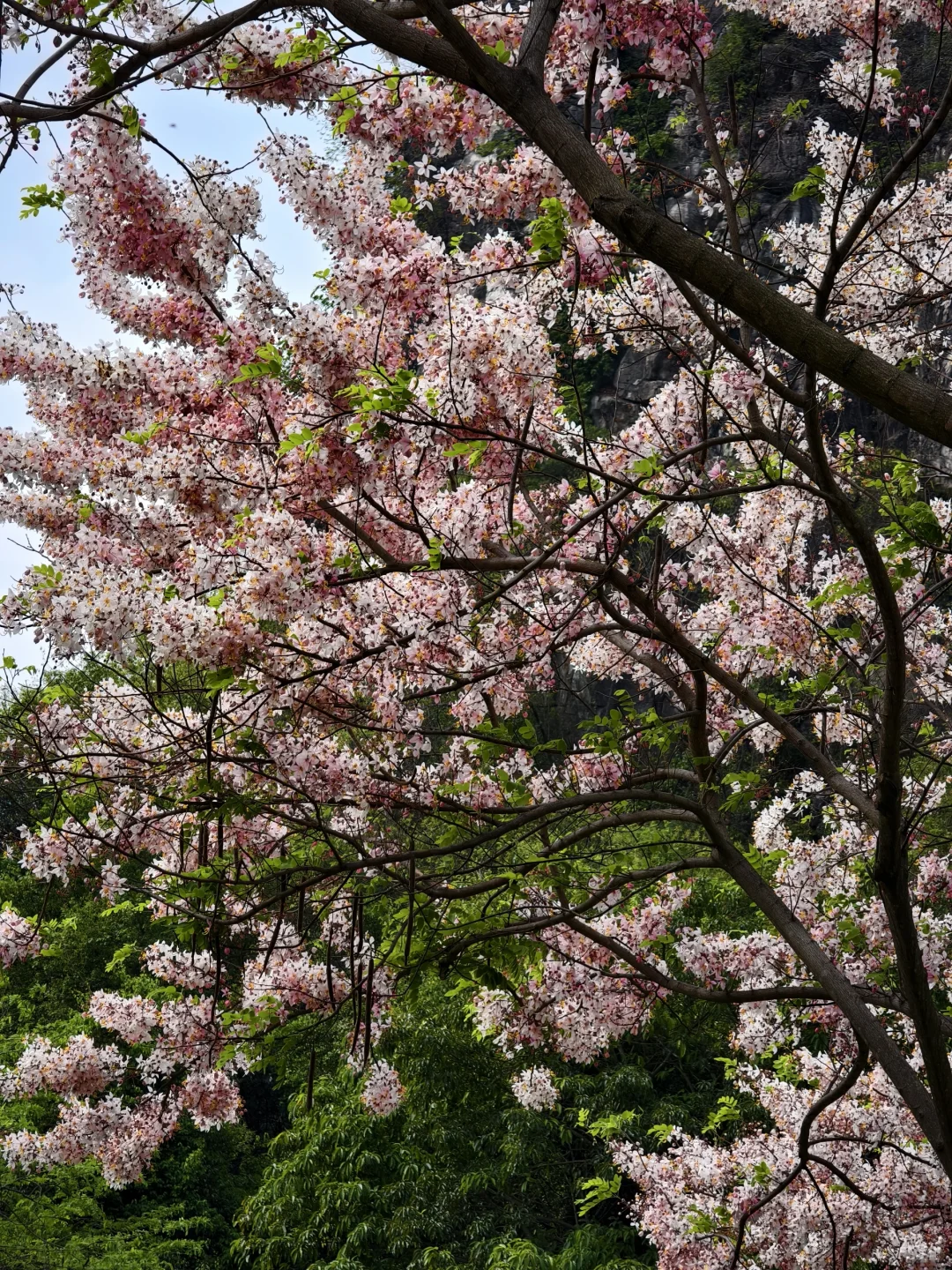 🌶️柳州一日City Walk｜嗦粉观景两不误