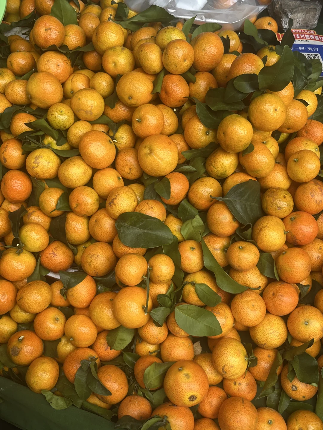 南宁 实现水果自由😋