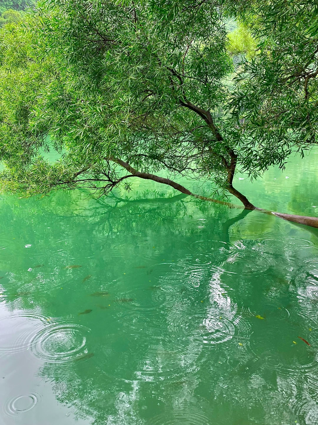 为了这18张live图 我特地去了一次柳州！！！