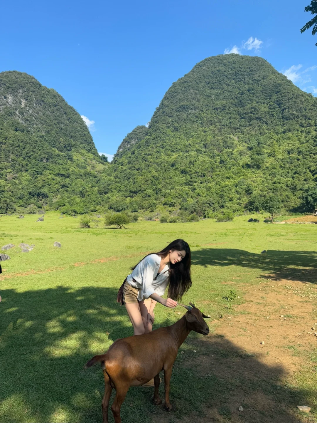 去不了新疆阿勒泰 就来柳州鹿寨🐑