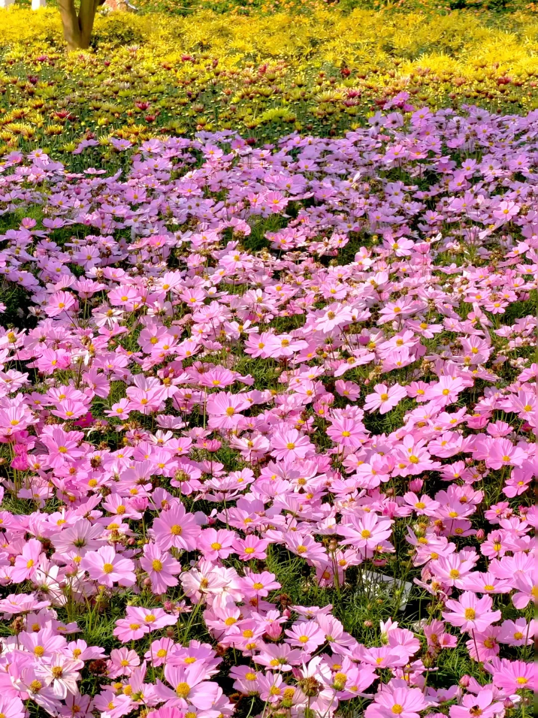 青秀山造景是谁？