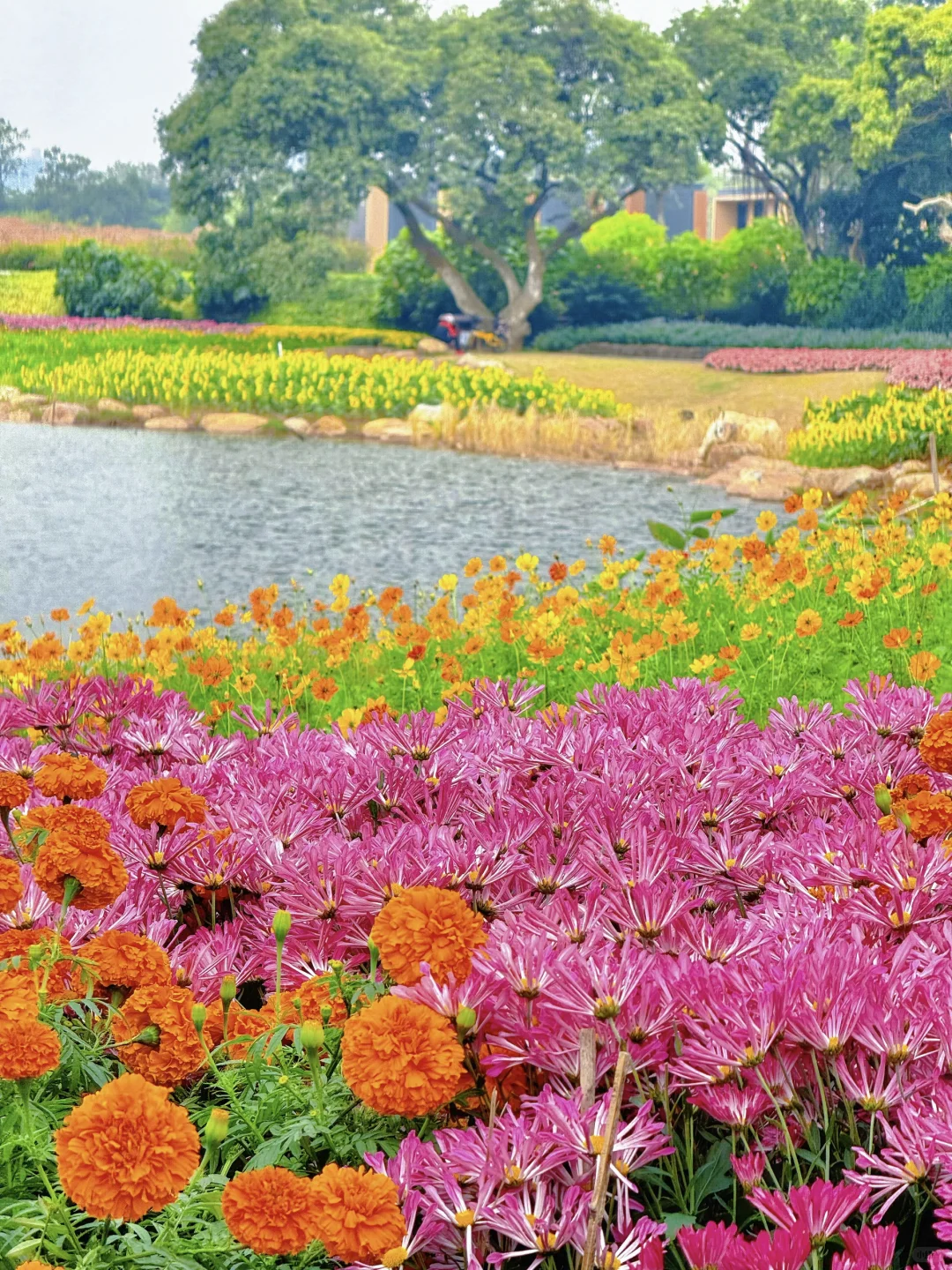 12.5实况！！！不愧是南宁冬日顶流花展