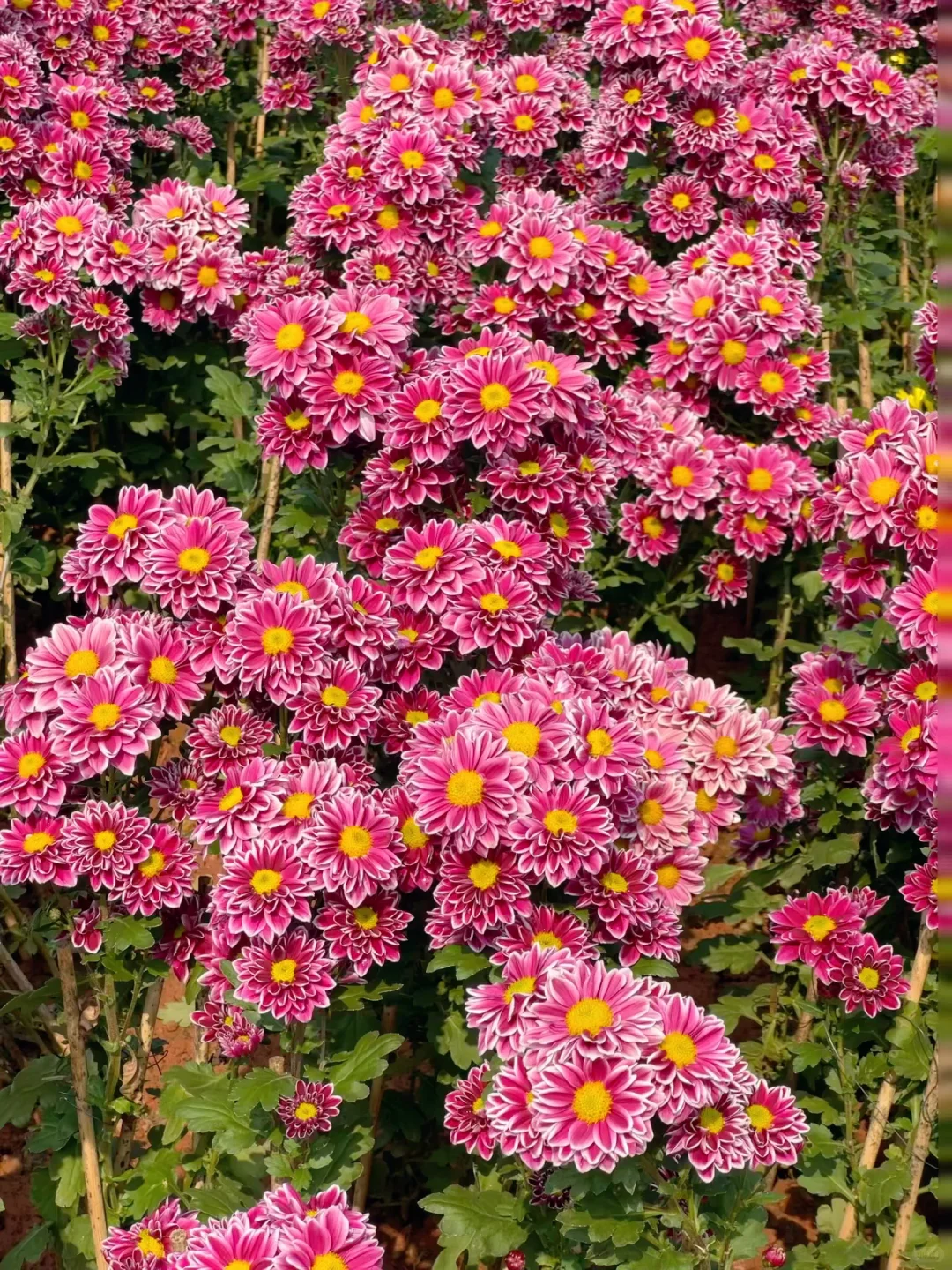 青秀山造景是谁？