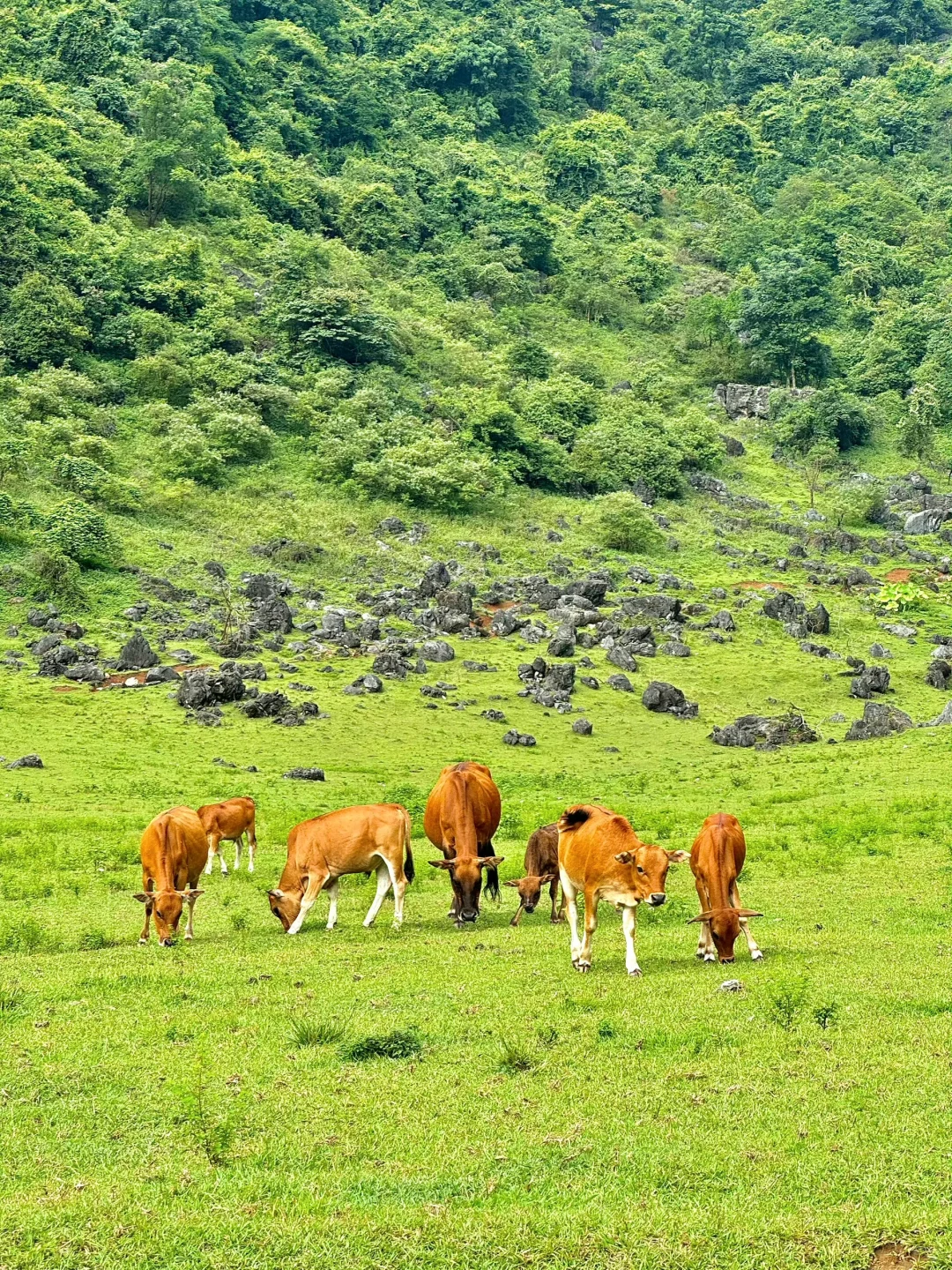 以为桂林够美了，直到带娃去了柳州避暑