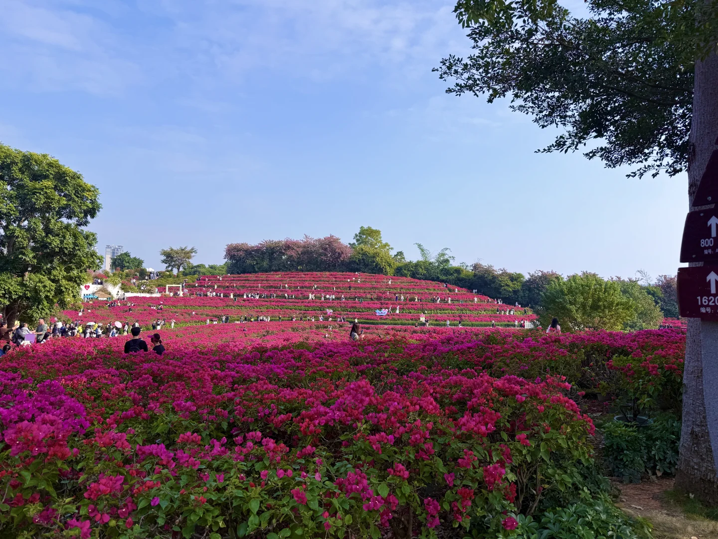 这就是南宁的十二月