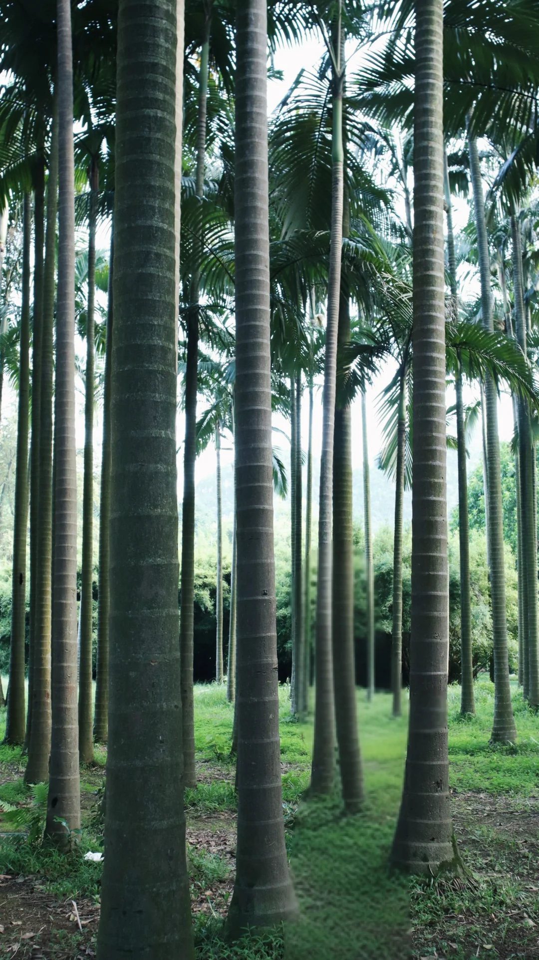 柳州｜龙潭公园