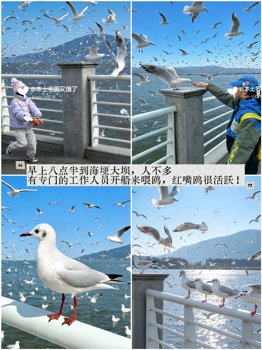 南宁周末逃离计划|昆明观鸥季两日游攻略！