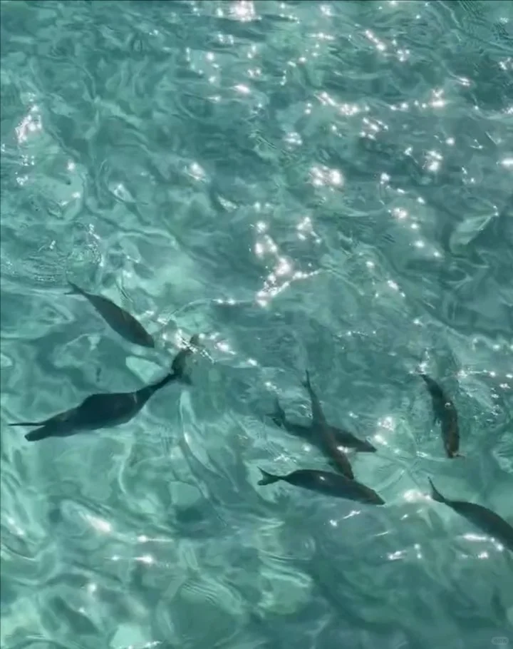 🇲🇻live，关于在马代的一日碎片🧩吃吃喝喝