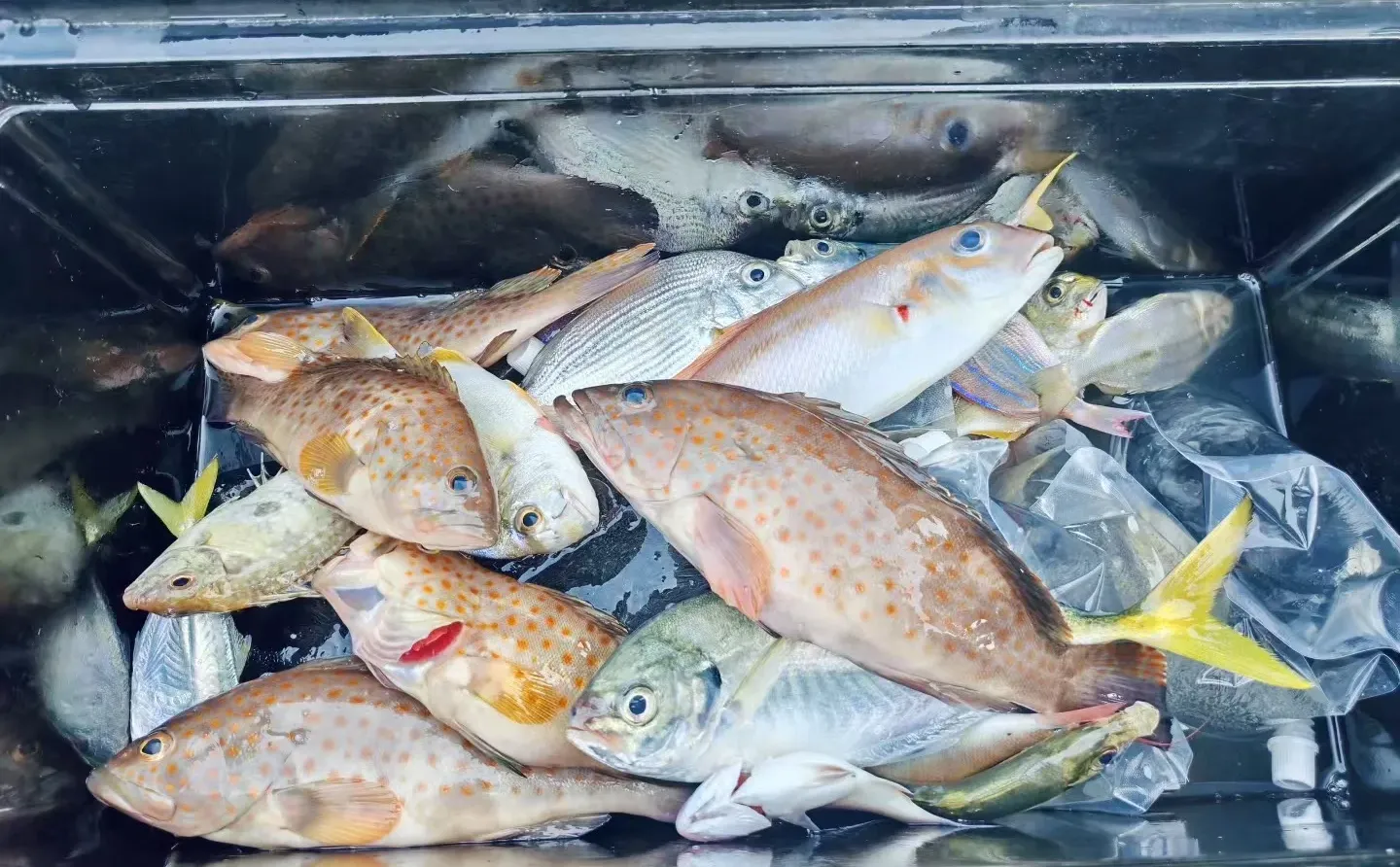 防城港！海钓8小时！300+😭