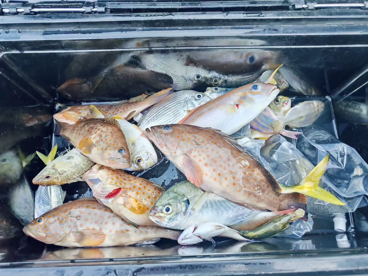 防城港！海钓8小时！300+😭