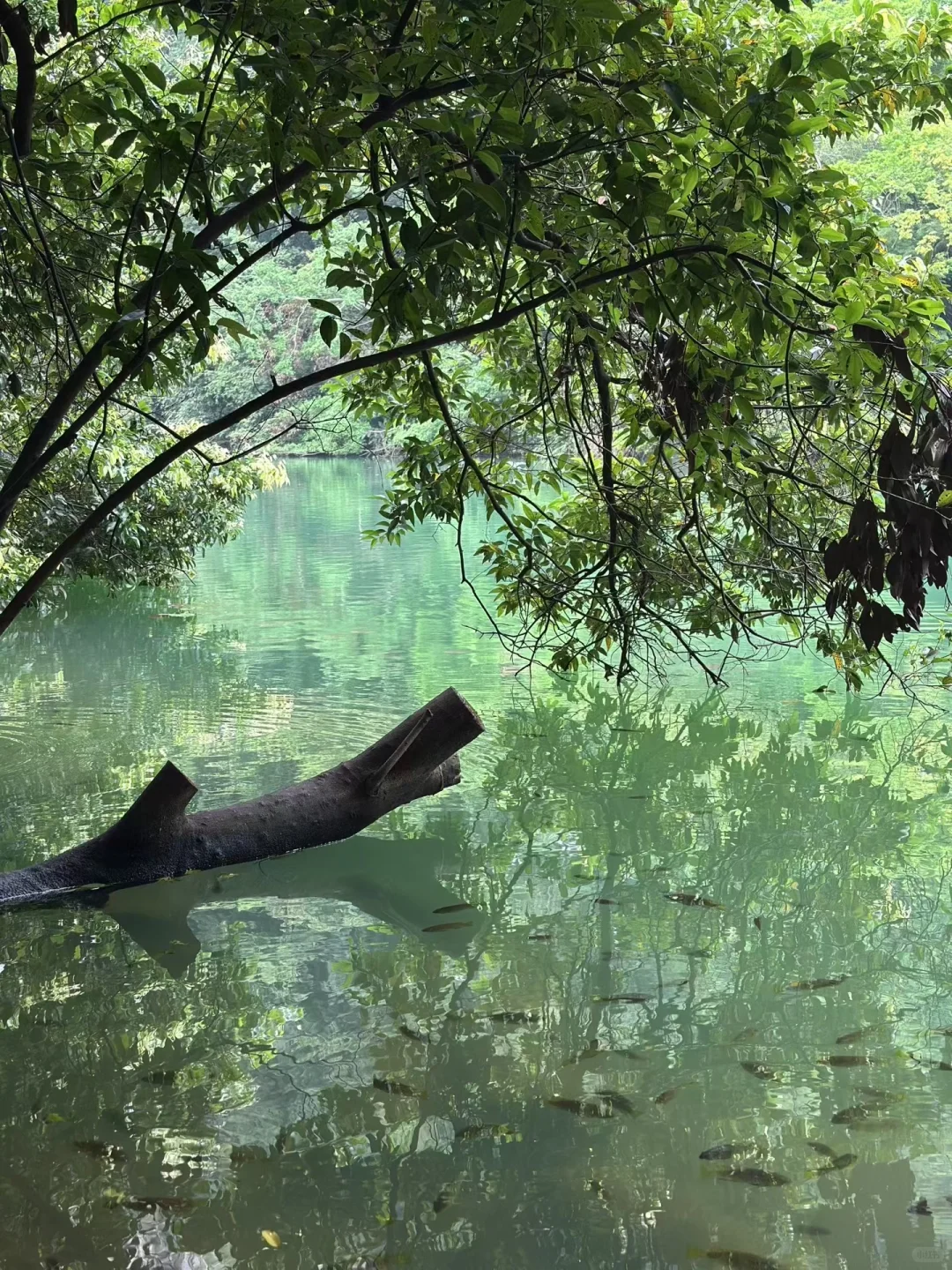 柳州｜国庆节龙潭公园竟然是免费的！！！