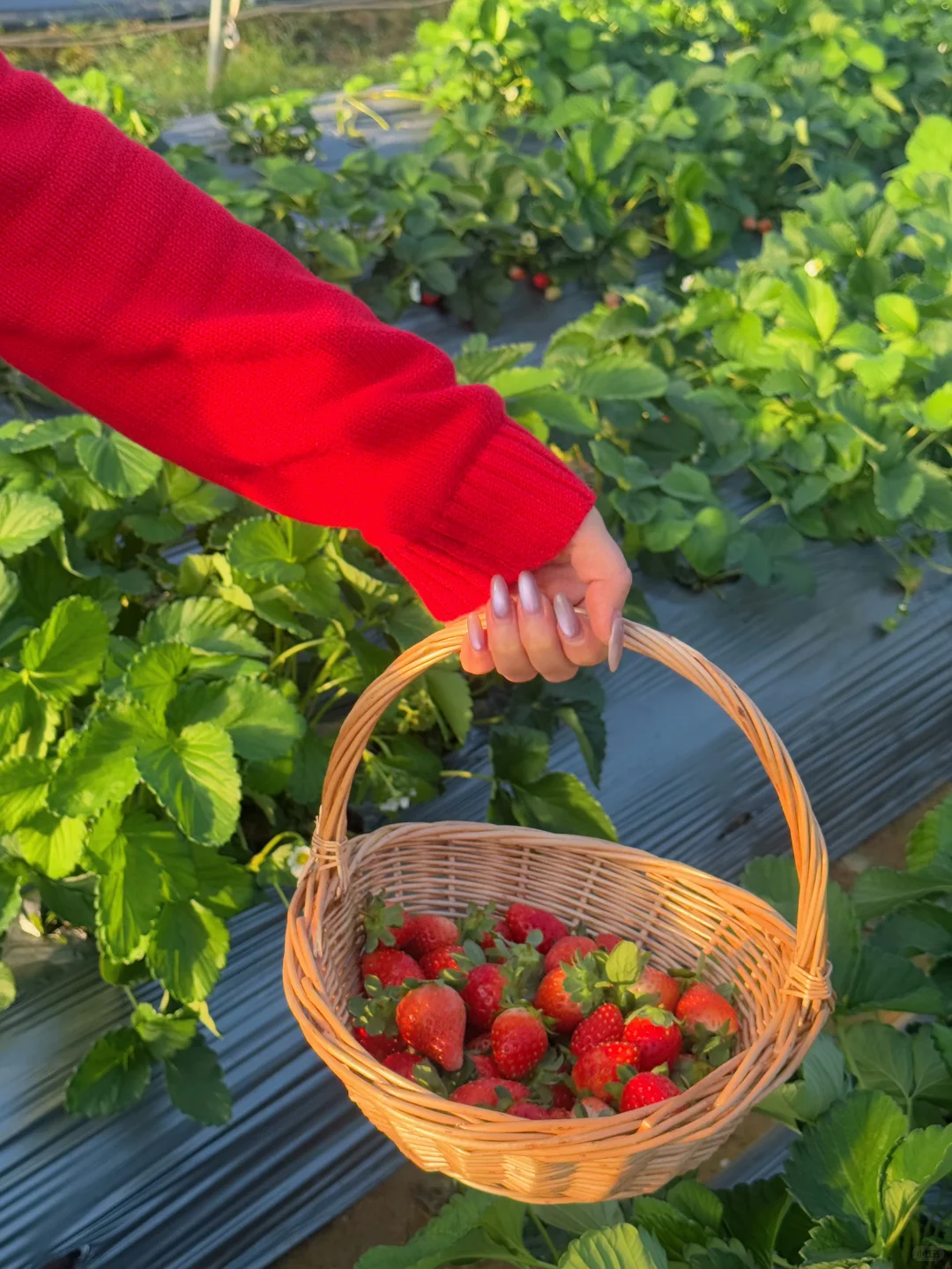 柳州、这天气太适合～摘草莓🍓了～