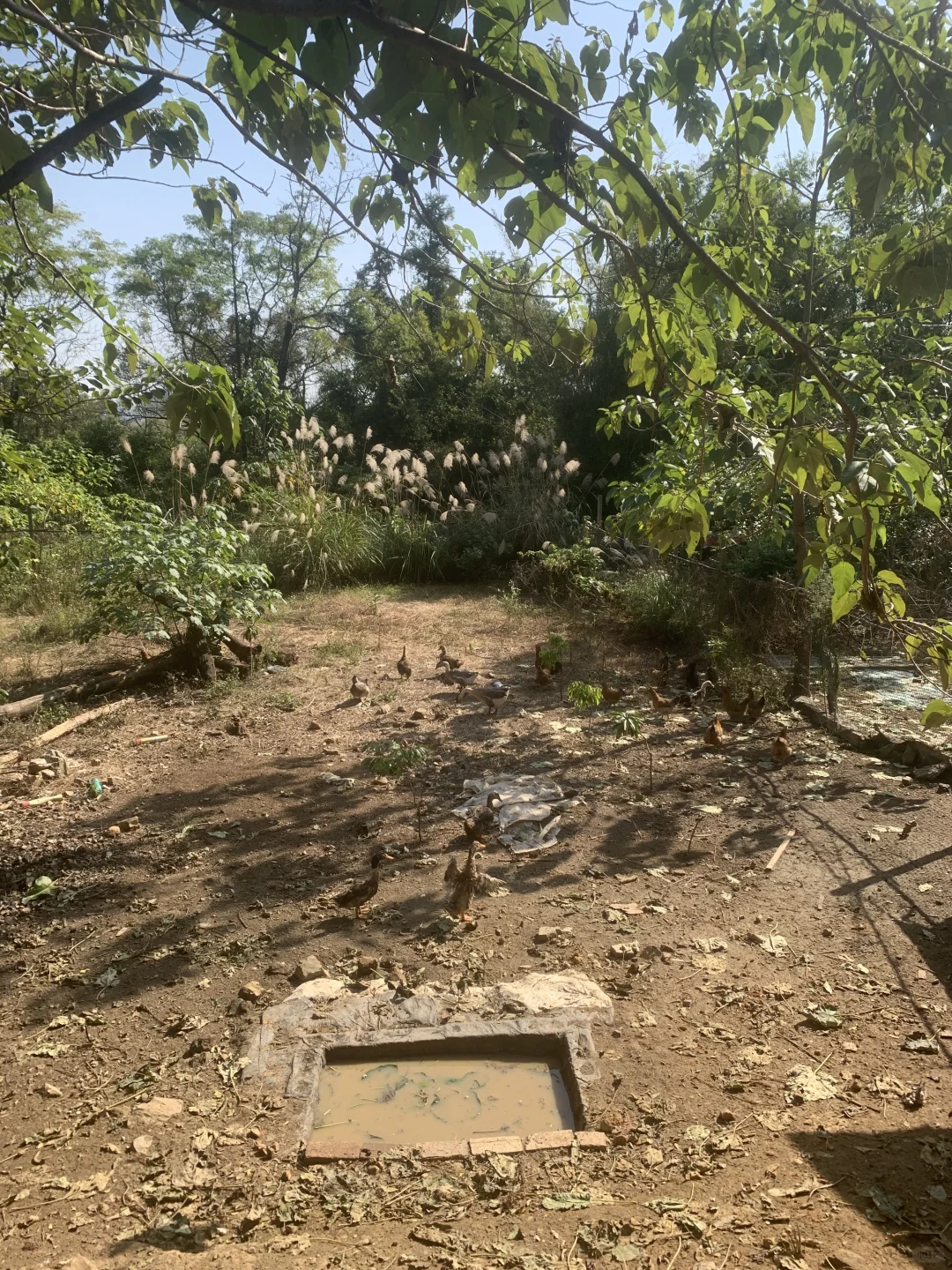 柳州郊区的土货🐷