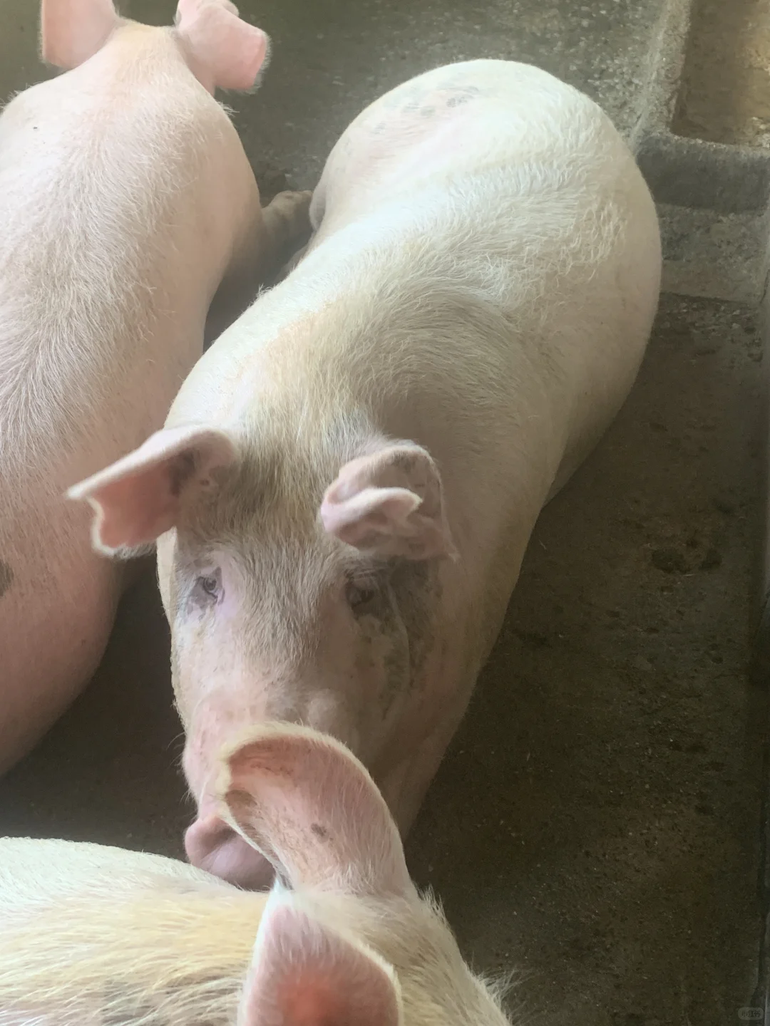 柳州郊区的土货🐷