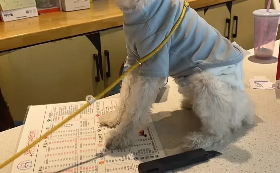 广西柳州大耳朵小狗领养云养