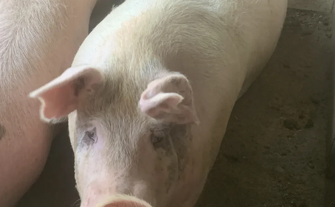 柳州郊区的土货🐷