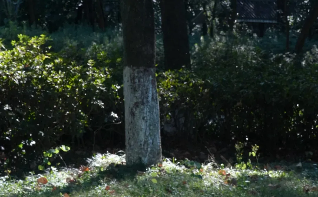 去龙潭公园，别只知道风雨桥👋