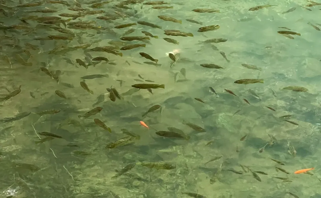 龙潭公园不用排队机位❗️｜柳州朋友圈文案